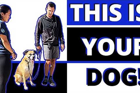 90% of Leash Reactive Issues Rolled Into 1 Dog - Can We Solve These Problems &amp; Help Him Make..