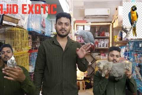 Wajid Exotic pets mumbai Hand tame birds at low price at WAJID EXOTIC PETS #trending part 1
