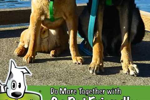 Exploring Pet Friendly Parks In Portland, Oregon