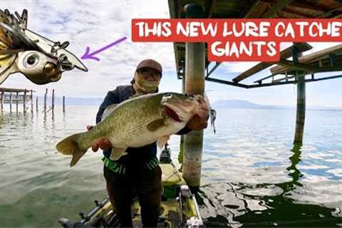 Giant Bass on Clear Lake