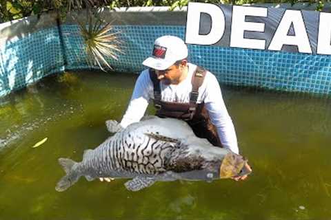 MY BIGGEST PET DIED in POOL POND while Fishing with ALLIGATORS!