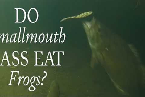 Do Smallmouth Bass Eat Frogs? #shorts