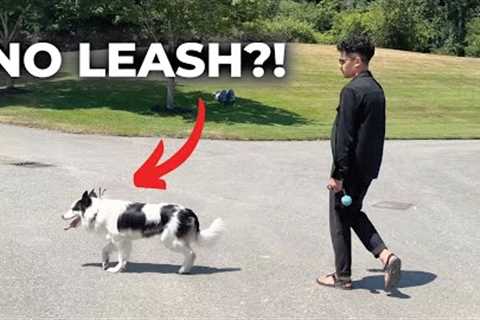 How I Walk My Dog (As a Professional Dog Trainer)