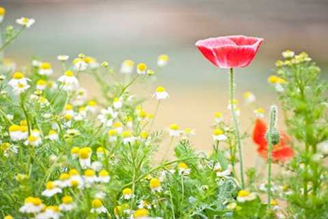 Peaceful Morning Music - Beautiful Relaxing Music - Helps Reduce Stress, Heal The Mind