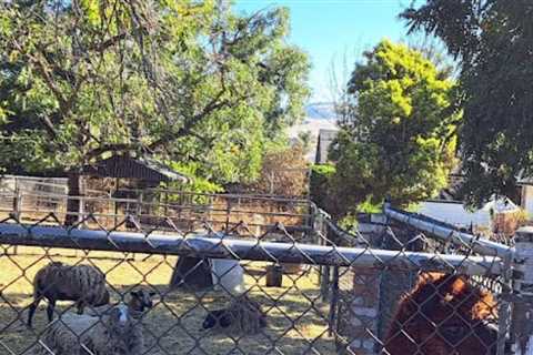 Enjoy a group ride to Alpacas and Lunch