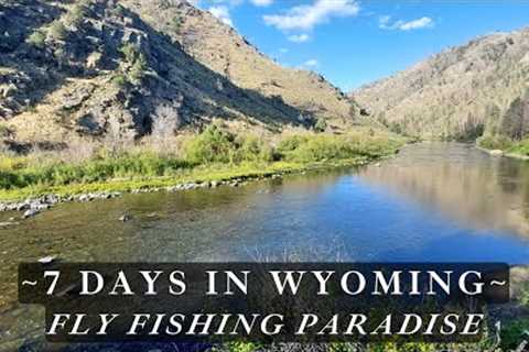 Wyoming is a Fly Fishing Paradise - I'll show you 3 amazing wild trout streams!