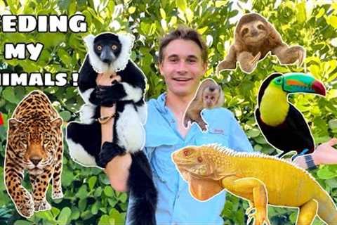 FEEDING all THE EXOTIC ANIMALS at MY ZOO !