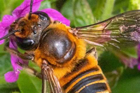 Solitary Bees - Nature's Unsung Hero