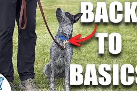 Dog Still Pulling On Leash? IT'S TIME!