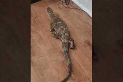 White throat monitor #fyp #reptile #lizard #lizards #reptiles #animals #shorts #shortsvideo #show