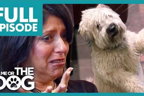 Owner Finds Out Dog is SERIOUSLY ILL💔| Full Episode | It's Me or The Dog