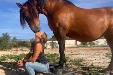 When Animals Have Friendships With Human | Animal Odd Couples