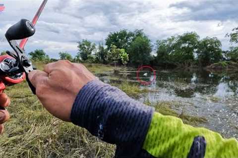 New experience with small snakehead fishing in the lake with live frog bait
