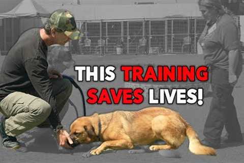 How to Train a Shelter DOG to SIT and LAY DOWN - Basic Obedience - Adopt AMIGA at the WLA Shelter