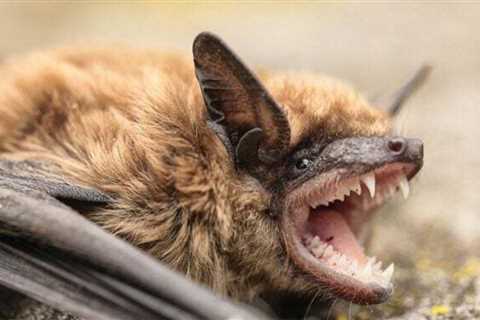 Can bats carry rabies?