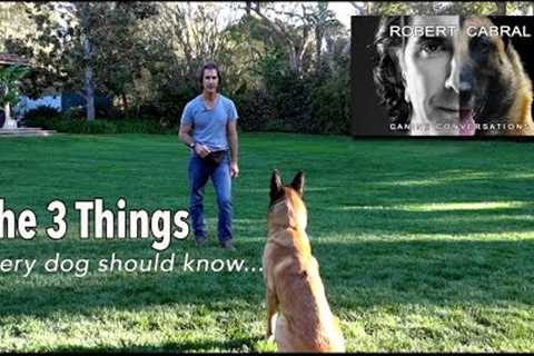 The Most Important Things to Teach Your Dog- Robert Cabral Dog Training #4