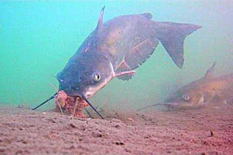 Urban Arizona Catfishing! (Underwater Catfish Footage)