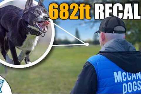 The Most Important Dog Training Tool That You're Using WRONG!