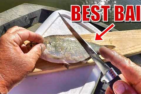How To Catch Catfish! Complete Guide From Catching Bait To Catching Catfish!