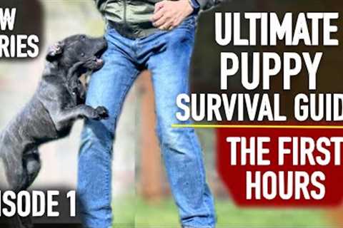 Episode 1: TOTALLY UNTRAINED: Ultimate Puppy Survival Guide