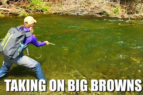 These Big Brown Trout Were a Challenge! How to Catch Big Brown Trout in Small Streams