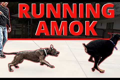 Only One Option with a Dominant, Athletic, Hyper-Focused Dog: Be the Boss, Be Strong, Be Diligent.