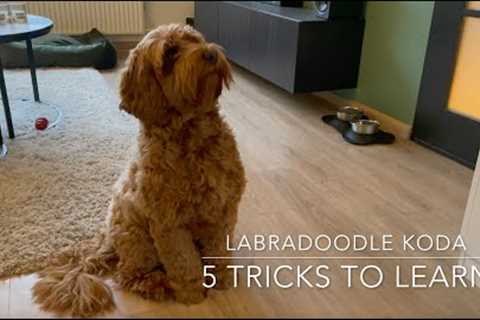 Five easy tricks to teach your puppy! - Dog Training