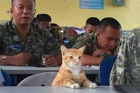 When cats rule the world | Funny Cat and Human 😂