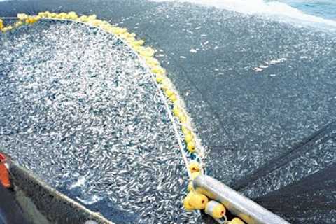 This is How Fisherman Catch Hundreds Tons Salmon. Modern Fish Processing &amp; Fishing Net Video