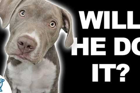 Can You Teach A Puppy To Sit And Stay In Less Than 5 Minutes?