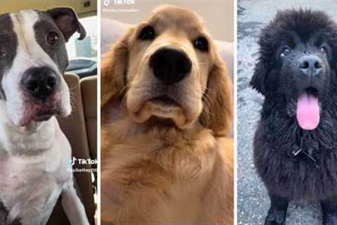 1 Hour of Funniest Dogs 😍 New Funny Dog Videos 🐶 (2023)