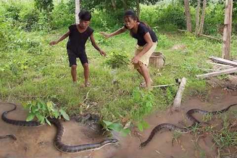 Amazing Skill! Catching Big Snake in forest and Cooking for food @survivalskillsanywhere
