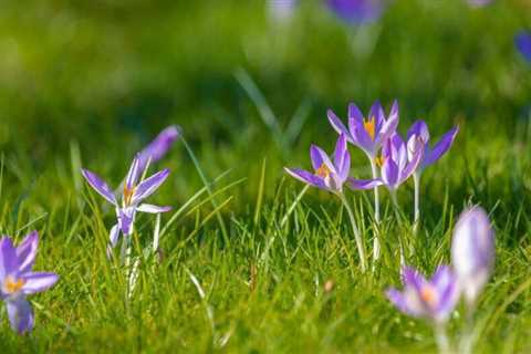 Plant Crocus in your lawn in the Fall to Get Spring Flowers