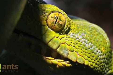 Meet My Other Exotic Pets