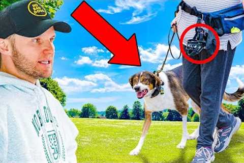3 CRUCIAL Reasons Your Dog Is Still Reactive