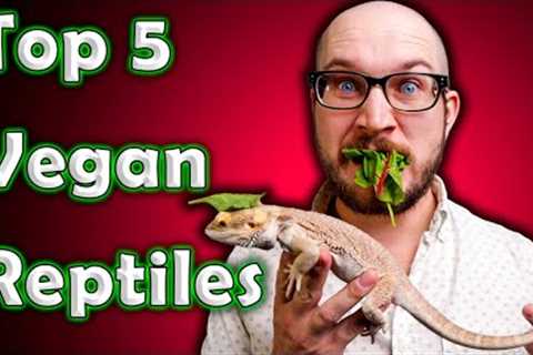 Top 5 Vegan Reptiles | Reptiles That Don't Eat Bugs or Rodents!