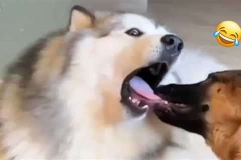 Funny Animal Videos Cats And Dogs and more New Compilation 🔥