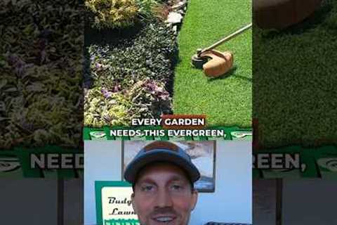 Yew NEED this!👍❤️#garden #gardening #youtube #shorts
