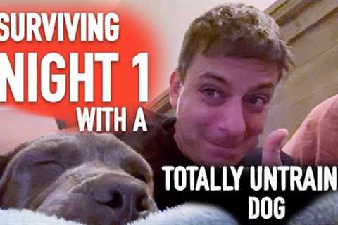 How To Survive Night 1 With a Totally Untrained Dog