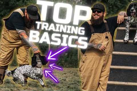 5 Dog Training Basics You Need For You And Your Dog