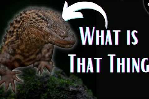 Komodo Dragons Are NOT the Coolest Members of This Group!