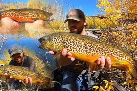 FLY FISHING FOR GIANT TIGER TROUT!! (Catch &amp; Cook)