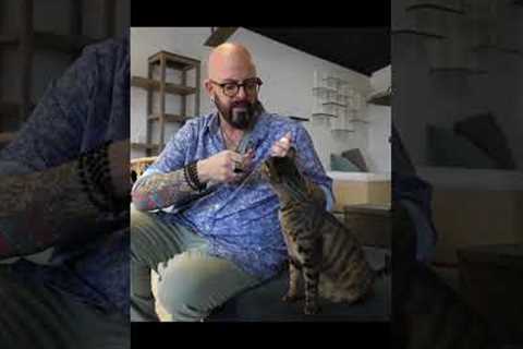 THIS is how you clicker train a cat! #shorts