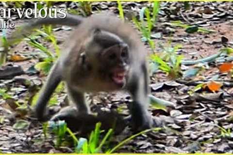 The reason Jazzy &amp; Brighten monkey do not match until Teresa &amp; Brianna chase Jazzy, Jazzy..