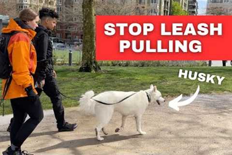 How to STOP LEASH PULLING (even a Husky)