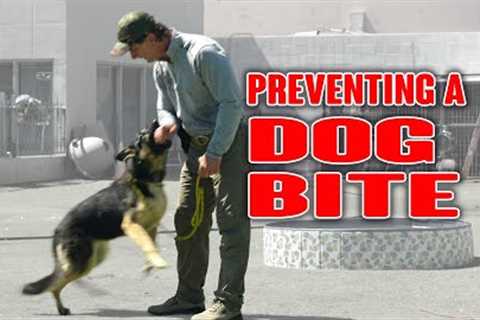 Teaching this DOG NOT to Bite ME When Touched - Shelter Dog Training