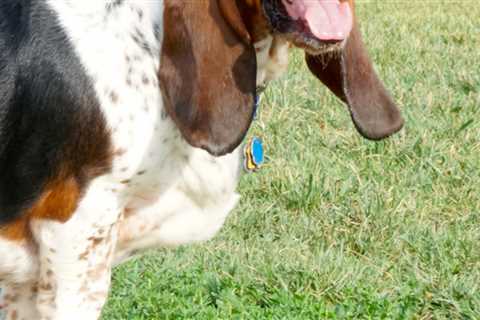 What To Do If Your Dog Or Cat Is Stung By A Bee