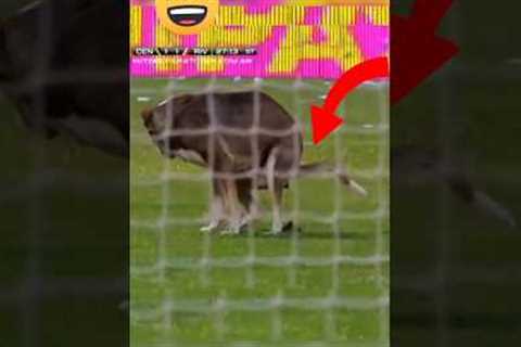 Compilation Of Top Mistakes In Sports  _13 #funny #sports #shorts