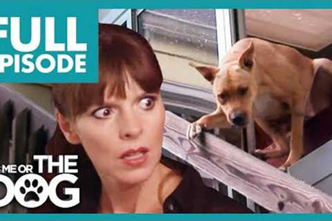 Dog Jumps Out the Window Causes Serious Injuries😱 | Full Episode | It's Me or the Dog