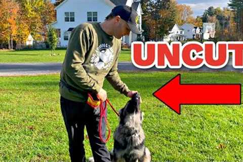 How to train a German Shepherd Puppy Obedience (No Editing)